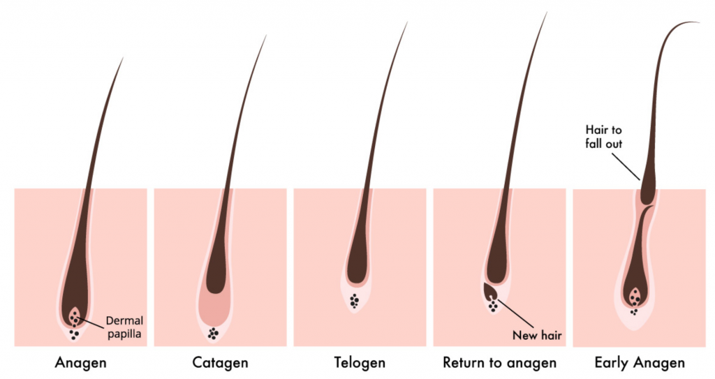 Lash Growth Cycle